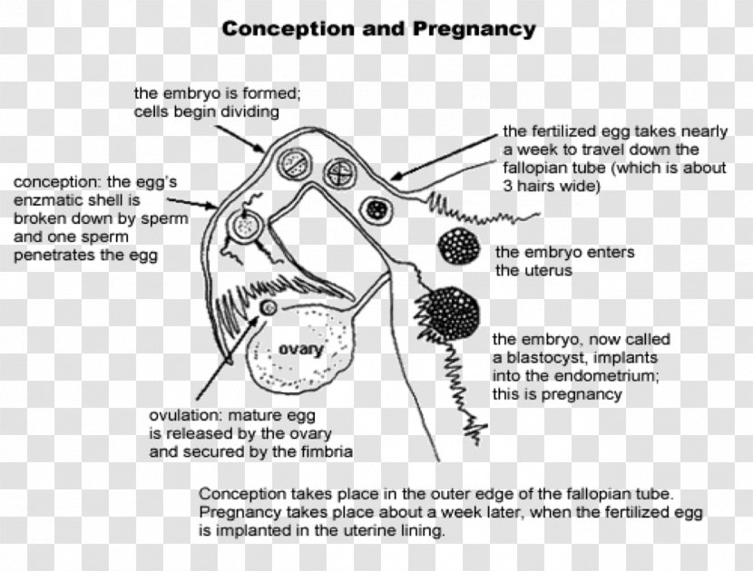 Fertilisation Diagram Human Fertilization Female Reproductive System Pregnancy - Heart Transparent PNG