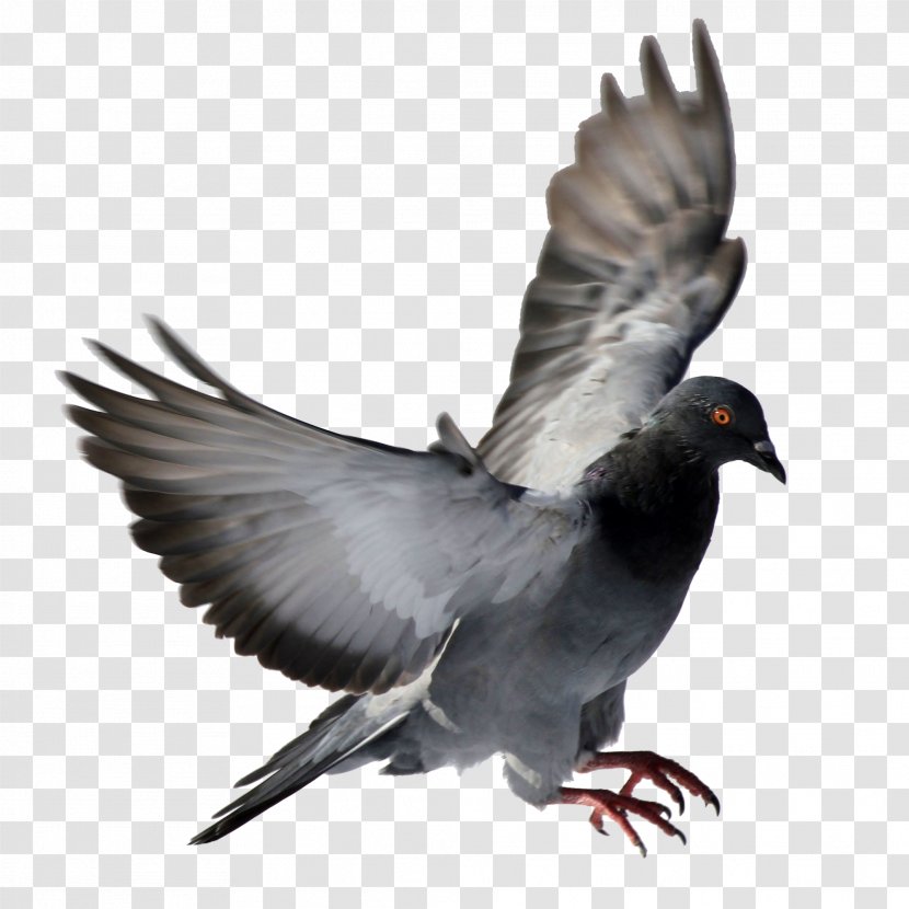 Rock Dove Columbidae Bird - Wing - Pigeon Transparent PNG