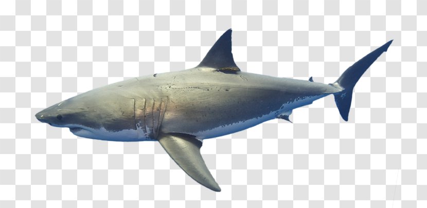 Great White Shark Lisbon Oceanarium Requiem Sharks Marine Biology Mammal - Fin - Coral Reef Transparent PNG