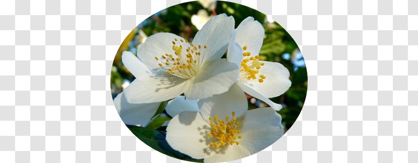 Jasmine Flower Garden Roses Aroma Shrub - Oleaceae Transparent PNG