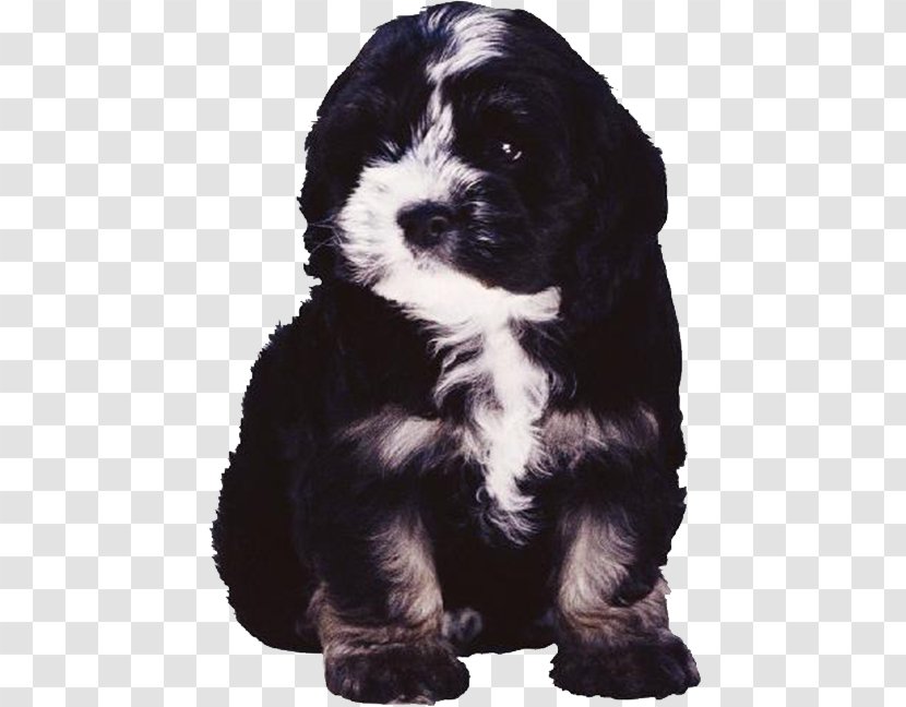 Poodle Bulldog Puppy Dog Breed - Cockapoo - Black Transparent PNG