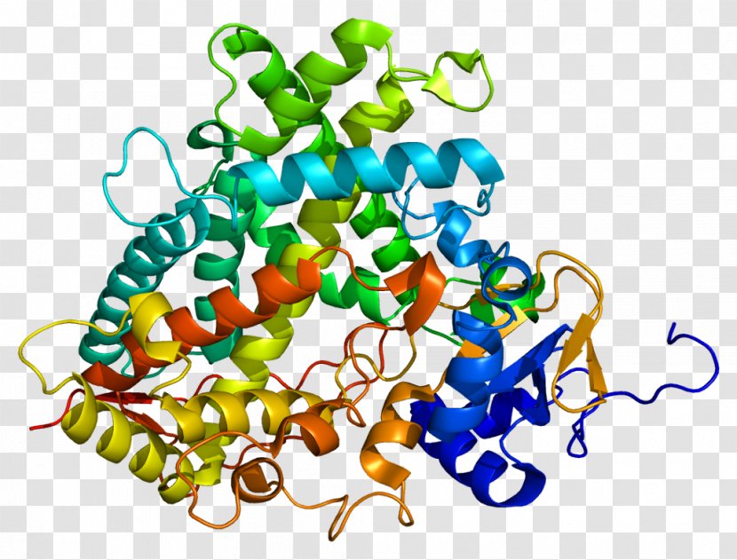 CYP1A2 Cytochrome P450 Xenobiotic CYP2C19 - Biotransformation - Epoxide Hydrolase Transparent PNG