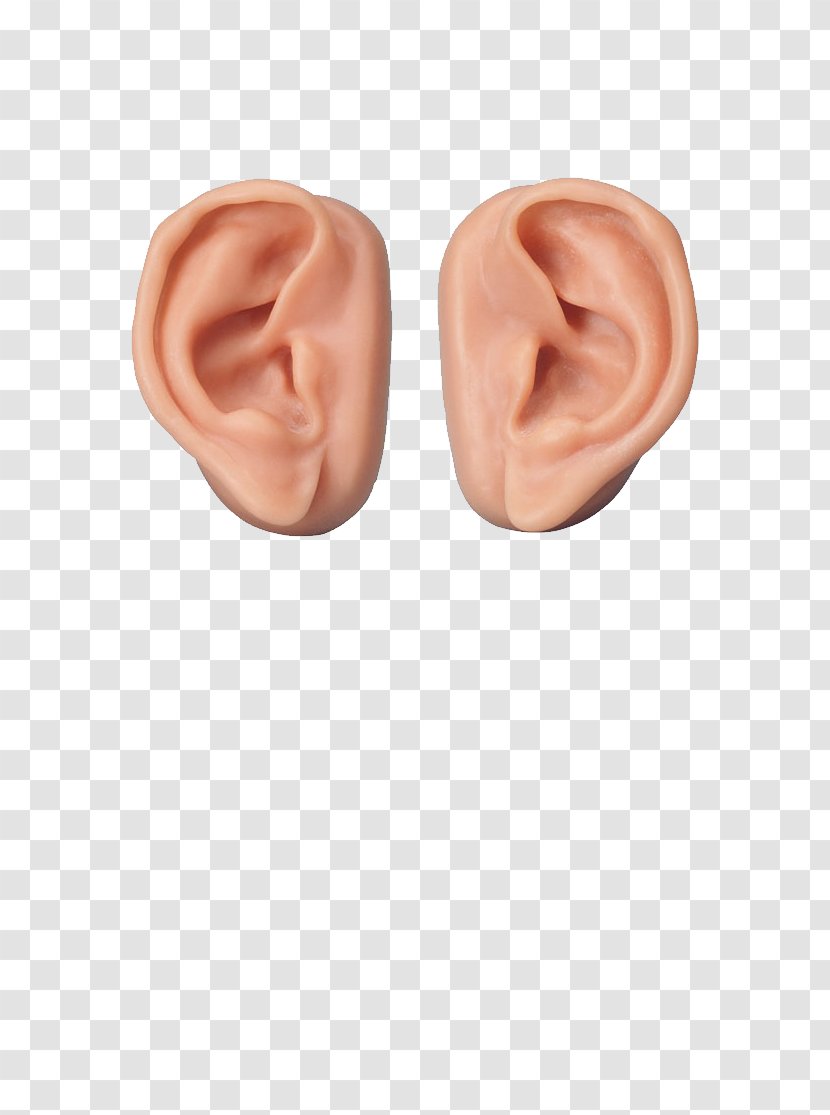 Hearing Outer Ear Inner Middle - Cartoon Transparent PNG