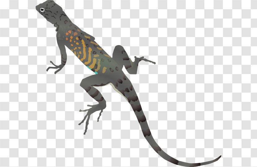Desert Horned Lizard Texas Common Iguanas Clip Art - Scaled Reptile - Cartoon Pictures Transparent PNG