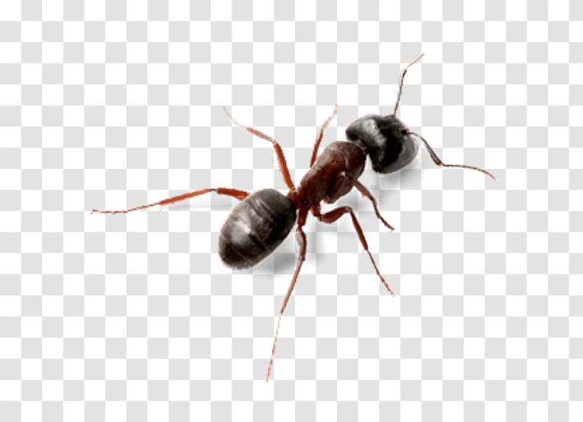 Ant Insect Computer Software - Arthropod Transparent PNG