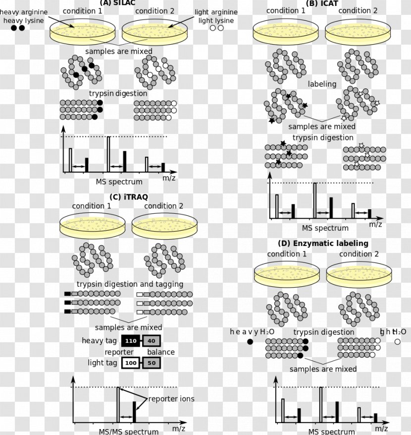 Computational Systems Biology Of Cancer Quantitative Proteomics Protein Mass Spectrometry - Sprung Transparent PNG