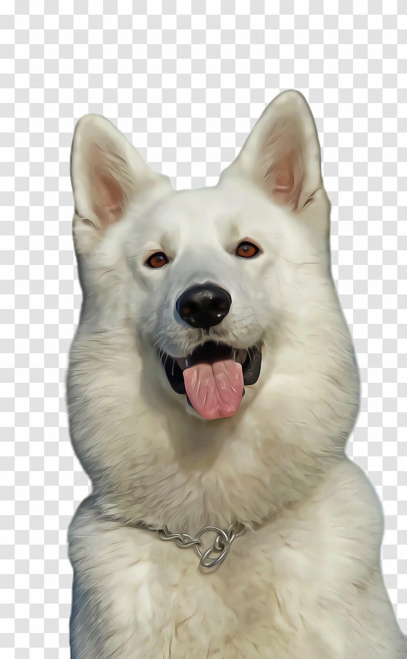 Cute Cartoon - Pet - Kishu Indian Spitz Transparent PNG