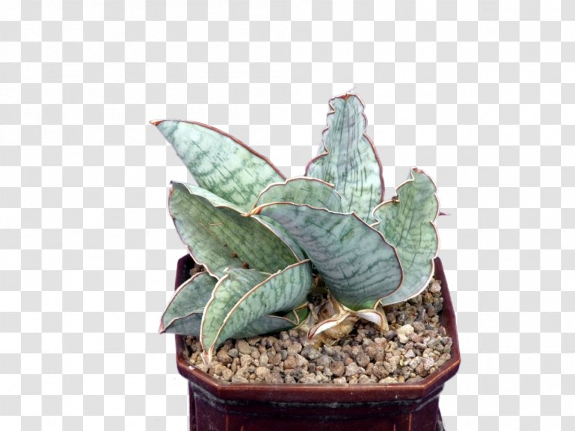 Sansevieria Kirkii Succulent Plant Houseplant Rhizome Transparent PNG