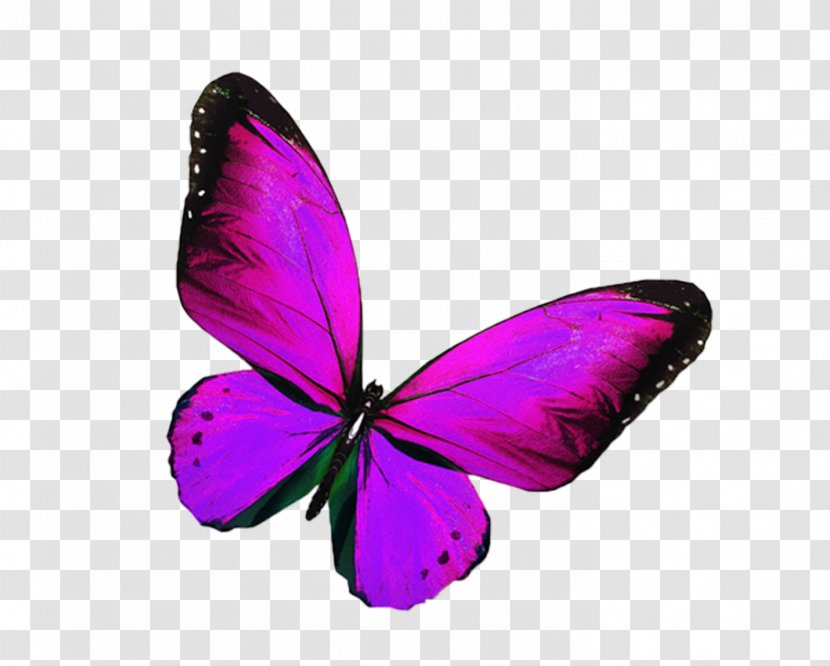 PicsArt Photo Studio Photography Image Editing - Picsart - Pink Butterfly Symbol Transparent PNG