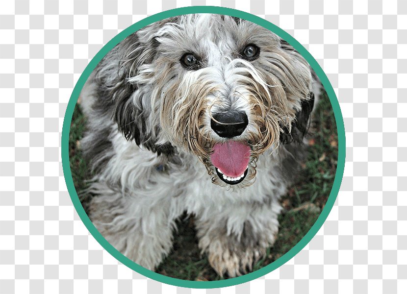 Glen Goldendoodle Schnoodle Petit Basset Griffon Vendéen Dog Breed - Terrier - Carnivoran Transparent PNG