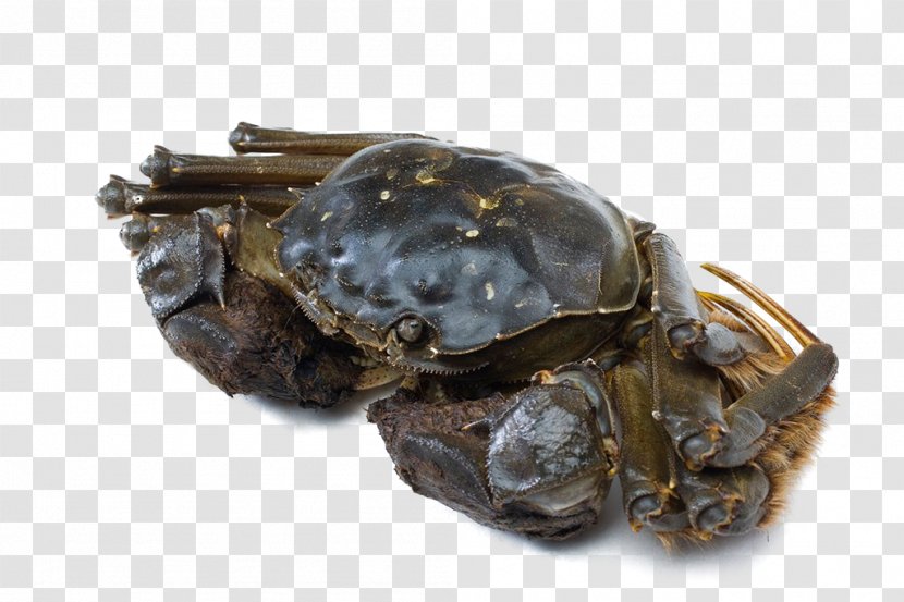 Seafood Crab Download - Animal Source Foods - Crabs Transparent PNG