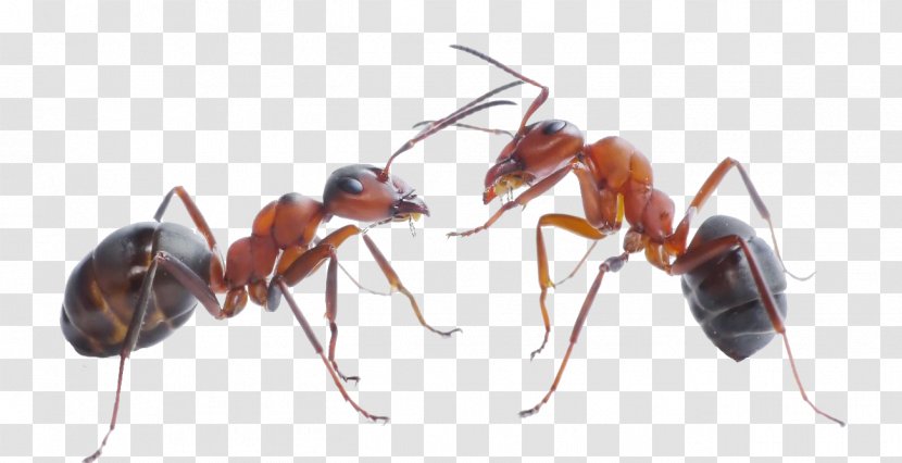 The Ants Black Garden Ant Carpenter Pest Control - Infestation Transparent PNG