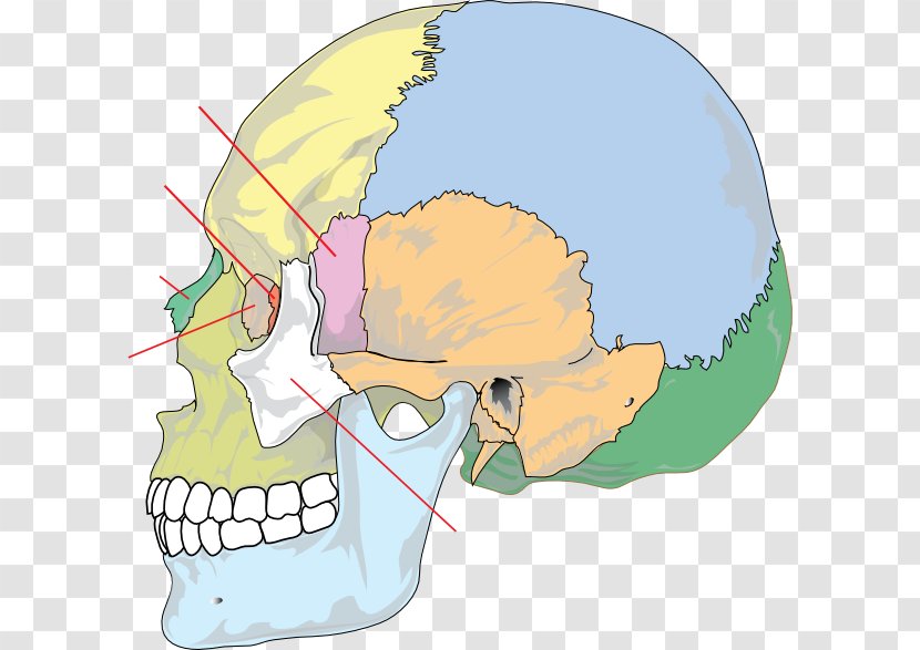 Skull Bone Anatomy Human Skeleton Neurocranium - Silhouette - Cranial Head Transparent PNG