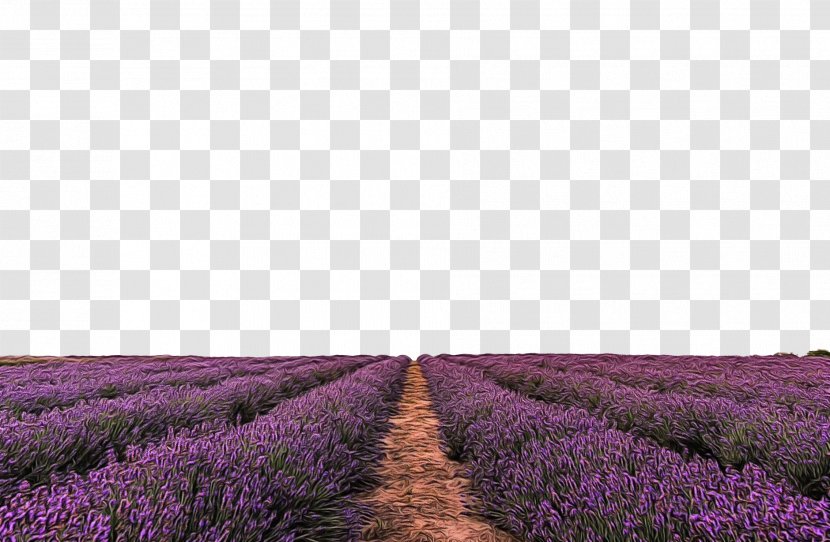 Lavender - English - Grass French Transparent PNG