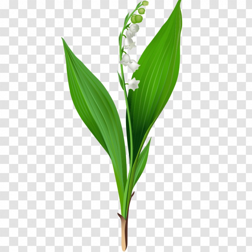Flower Vector Graphics Clip Art Floral Design Illustration - Leaf - White Plant Transparent PNG