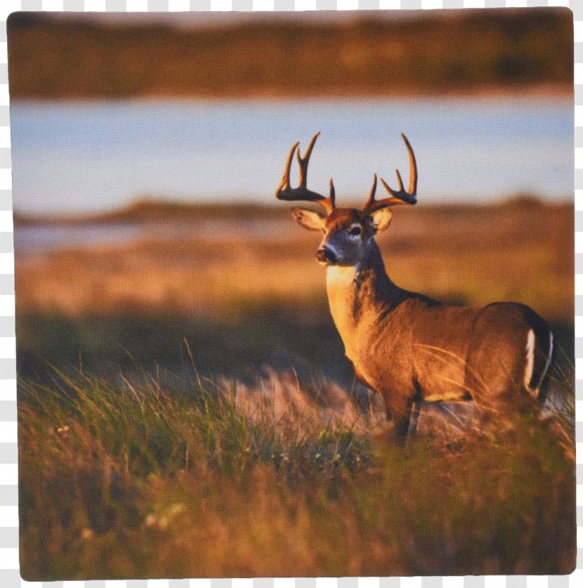 White-tailed Deer Elk Texas Hunting - Whitetailed - Mouse Pad Transparent PNG