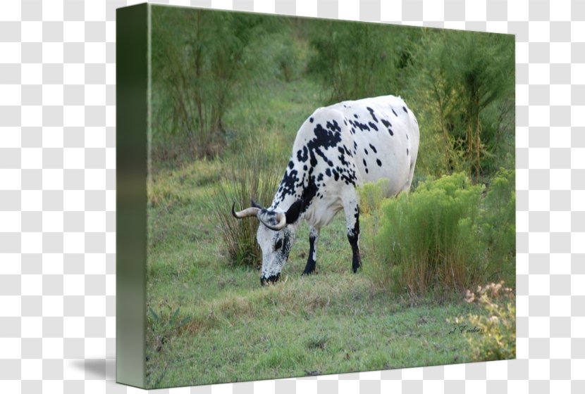 Dairy Cattle R.D. Erickson Imagekind Ox - Grassland - Black Spots Transparent PNG