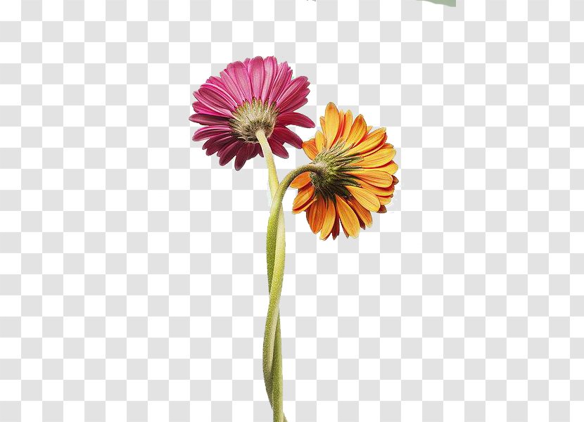 Positive Psychology Of Love The Passion: A Dualistic Model Interpersonal Relationship - Selfesteem - Two Gerbera Daisies Tangles Transparent PNG