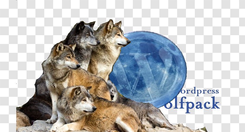 Wolf Reintroduction History Of Wolves In Yellowstone Dog Species Pack - Cougar - Living Spirit World Transparent PNG
