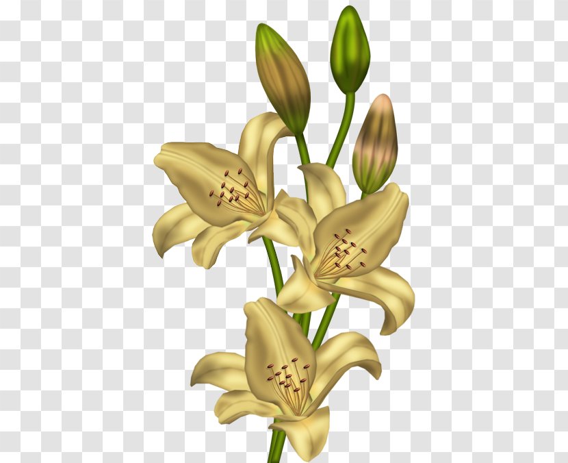 Lilium 'Stargazer' Flower Yellow Clip Art - Orange - Flowering Plant Transparent PNG