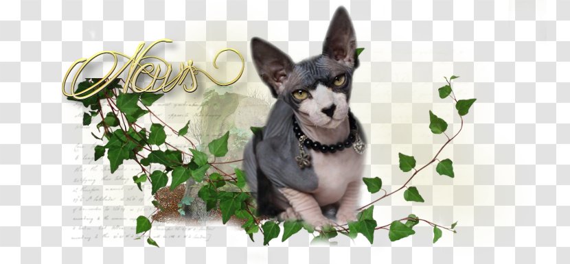 Dog Breed Desktop Wallpaper Whiskers Snout - Like Mammal - Sphinx Kittens Transparent PNG