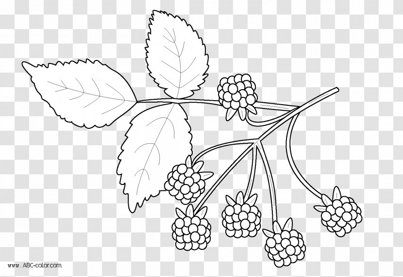 Drawing Line Art Coloring Book Plants Image - Symmetry Transparent PNG