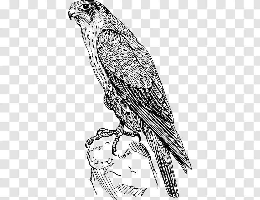 Peregrine Falcon Drawing Clip Art - Lanner - Bird Of Prey Transparent PNG