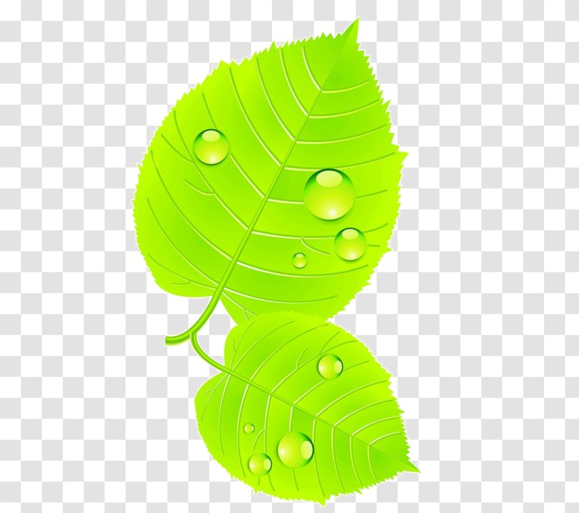 Green Yellow Leaf Transparent PNG