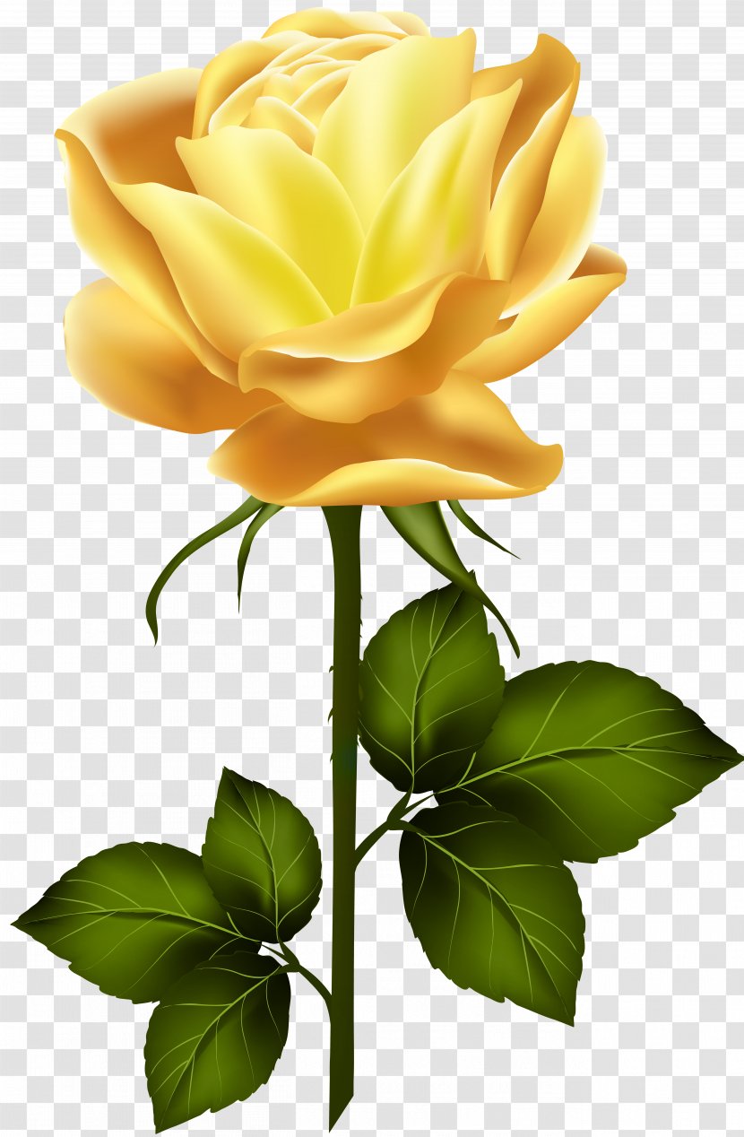 Garden Roses Clip Art - Still Life Photography - Yellow Rose With Stem Transparent PNG