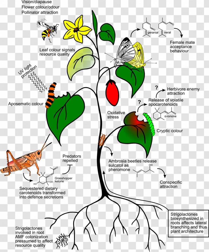 Plant Insect Carotenoid Chemistry Organism - Watercolor - Ecological Environment Transparent PNG
