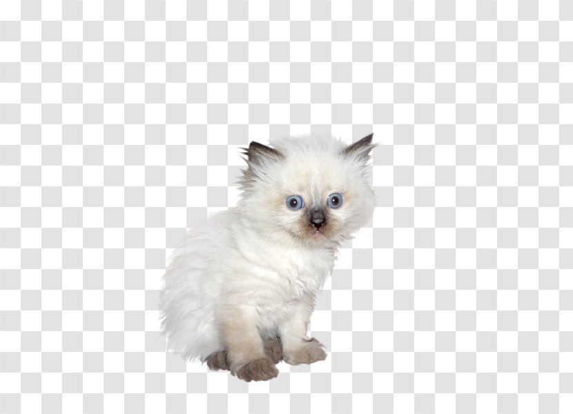 Great Dane Kitten Ragdoll Birman Minuet Cat - Small To Medium Sized Cats - Cute White Dog Transparent PNG