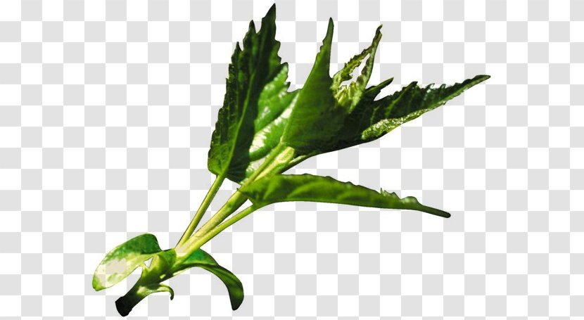 Brush Leaf Drawing - Herbalism Transparent PNG
