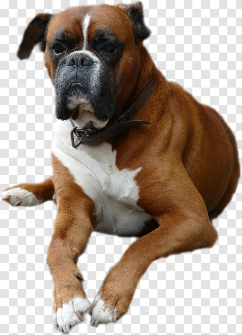 Dog Breed Boxer Valley Bulldog Companion - Boxers Transparent PNG