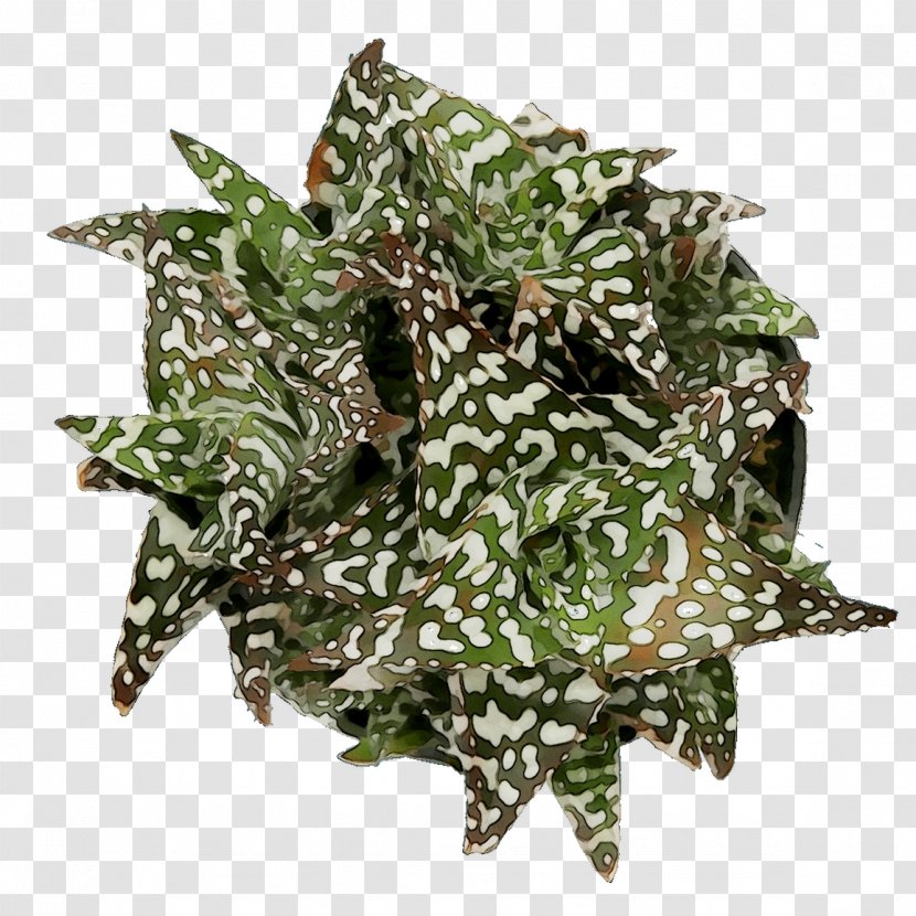 Camouflage M Plants - Perennial Plant Transparent PNG