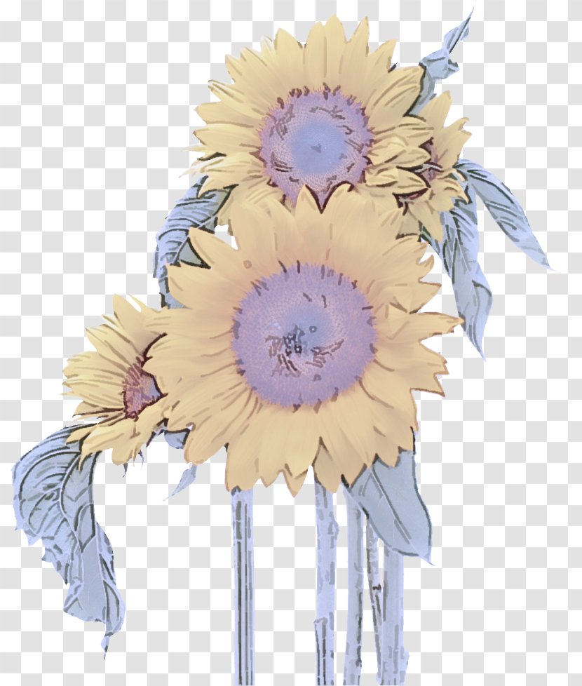 Sunflower - Gerbera - Feather Transparent PNG