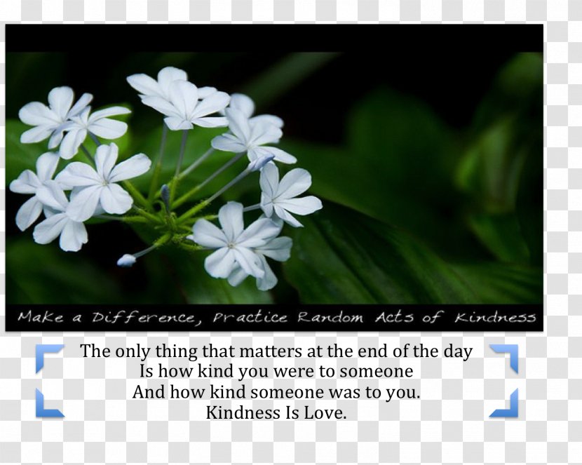 Kindness Desktop Wallpaper Medicine Love - Ramana Maharshi Transparent PNG