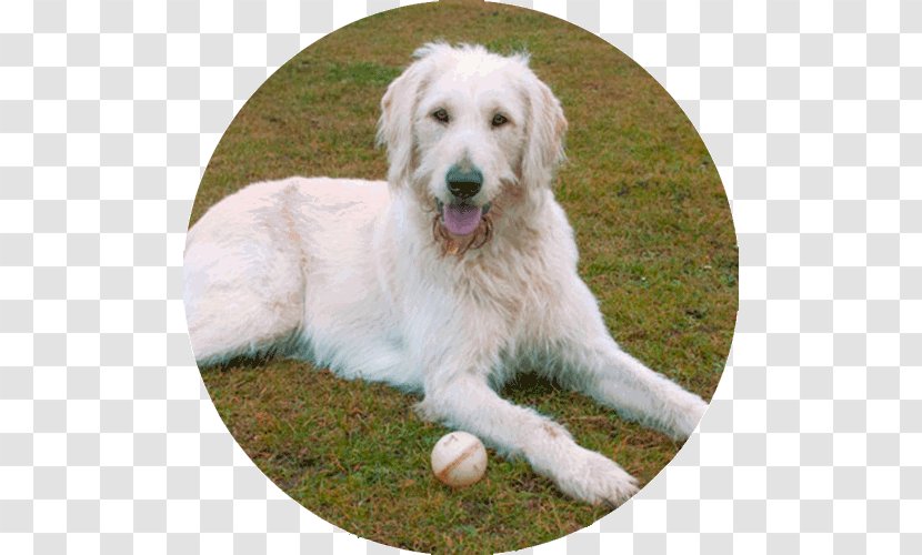 Golden Retriever Labradoodle Polish Tatra Sheepdog Slovak Cuvac Kuvasz Transparent PNG