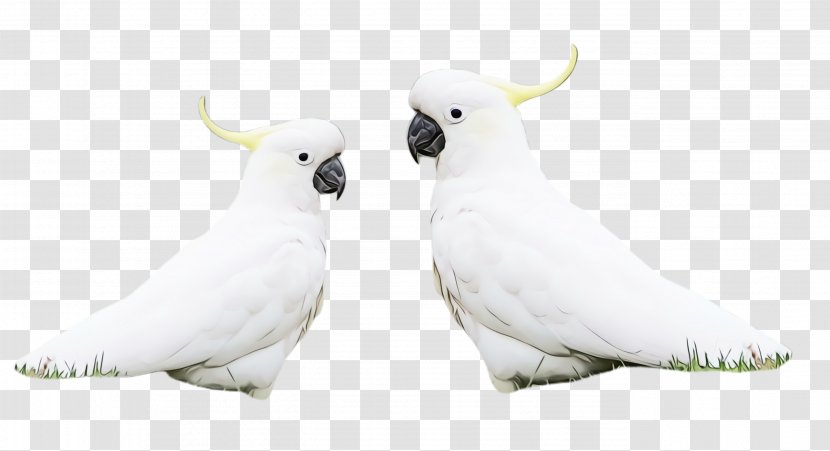 Bird Cockatoo Parrot White Sulphur-crested - Parakeet Beak Transparent PNG