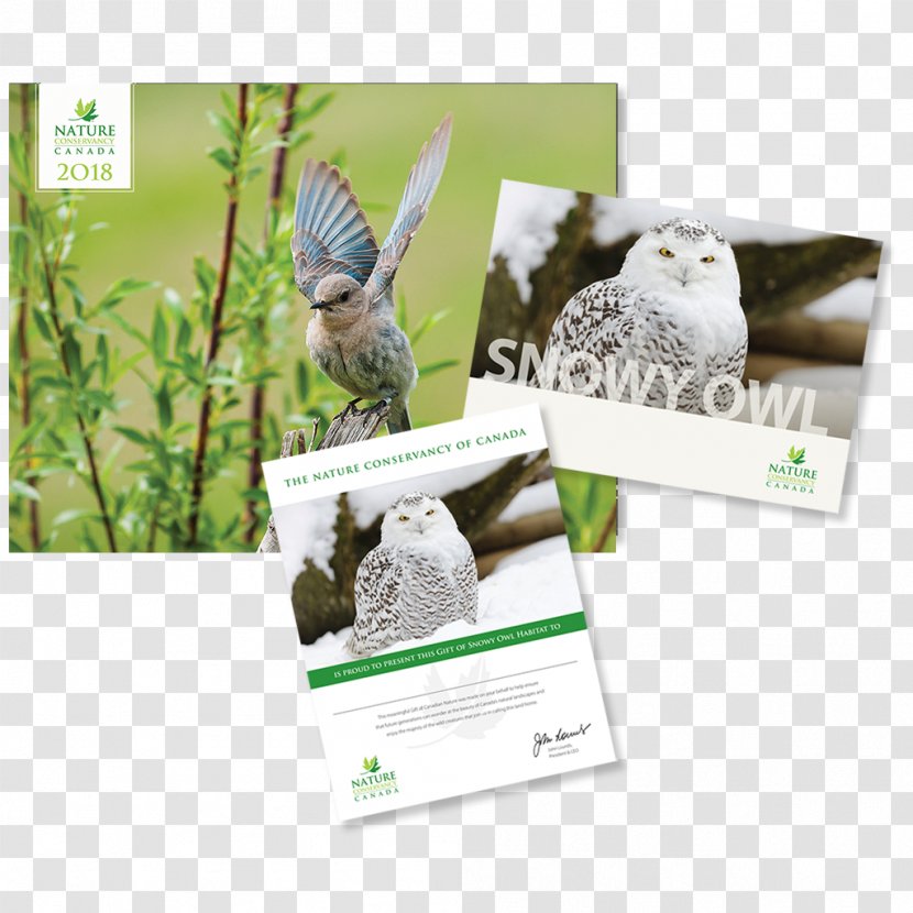Bird Of Prey Bald Eagle Owl Gift Transparent PNG