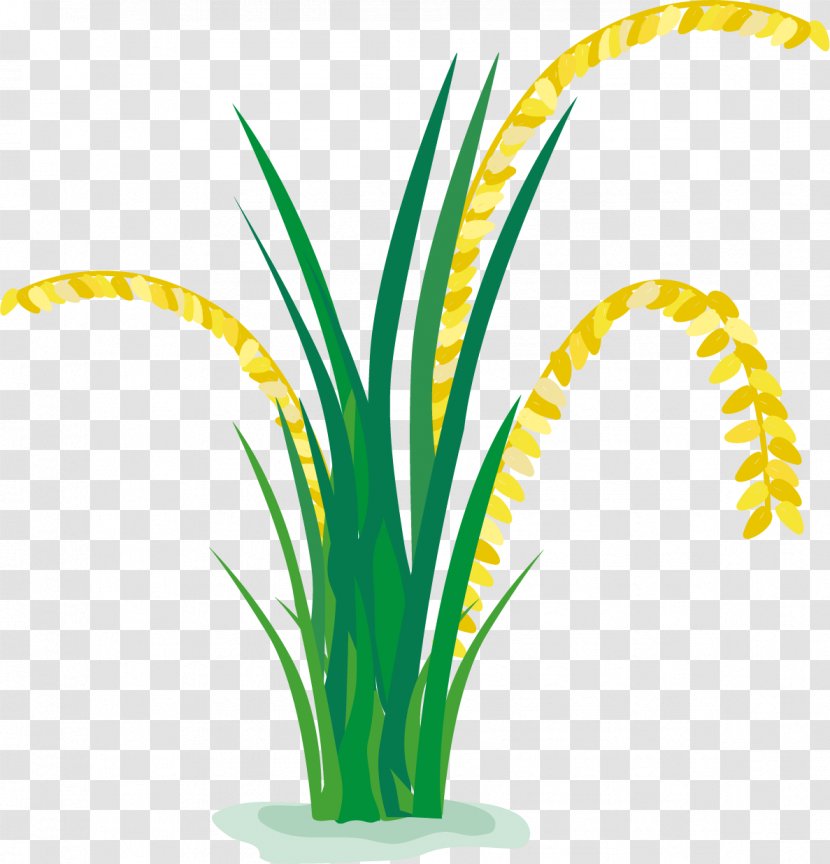 Rice Paddy Field Cartoon - Network - In A Transparent PNG