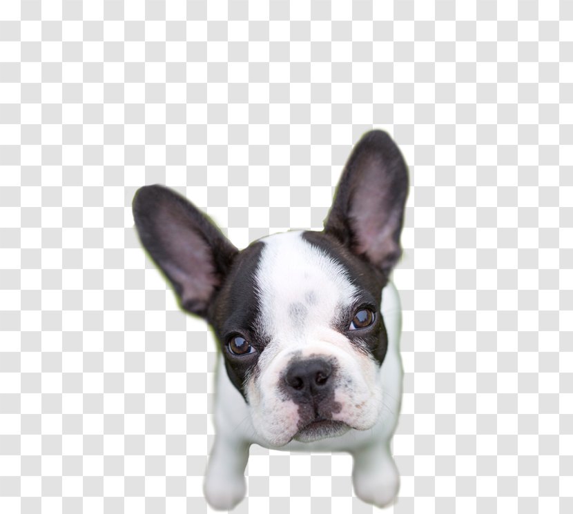 French Bulldog Toy Boston Terrier Dog Breed - Puppy Transparent PNG