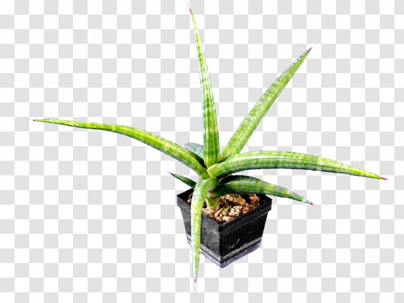 Sansevieria Perrotii Kitonga Fischeri Embryophyta - Ehrenbergii - Aloe Transparent PNG