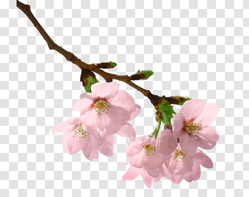 Branch Paper Tree Clip Art - Twig - Cherry Blossoms Transparent PNG