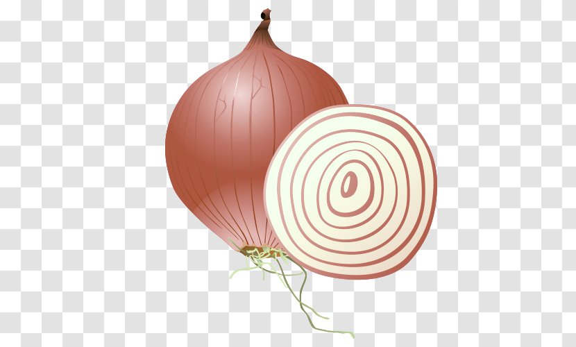 Onion Vegetable - Red - Cartoon Transparent PNG