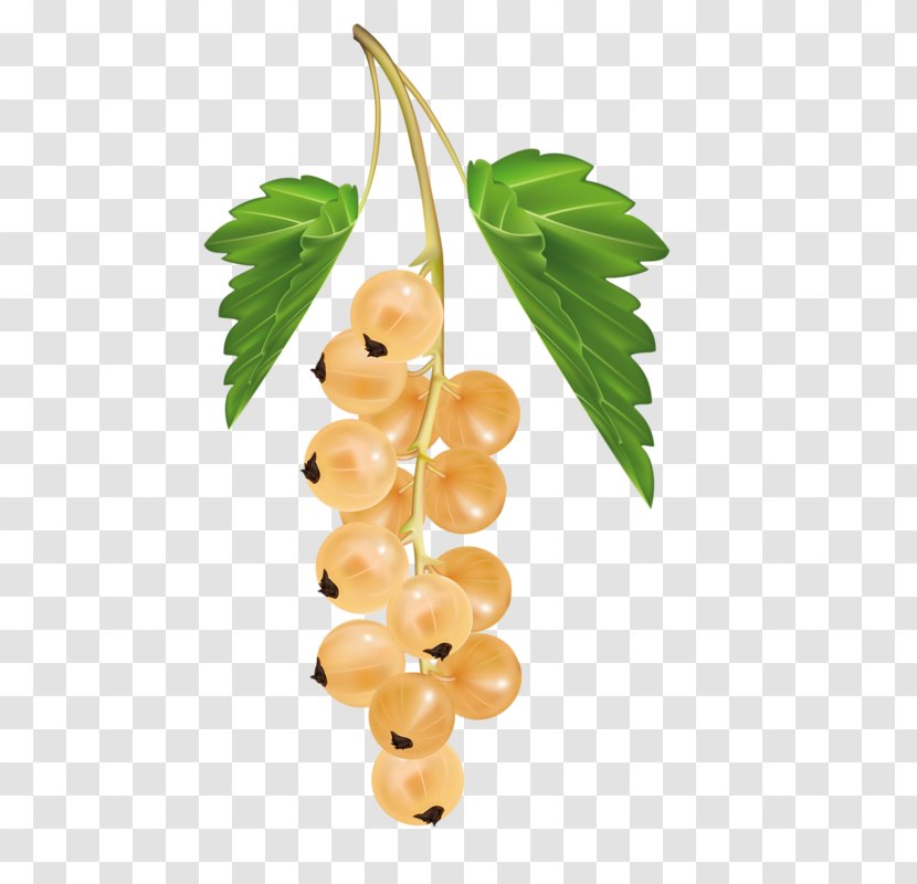 White Currant Blackcurrant Berry Redcurrant Zante - Food - A Bunch Of Grapes Transparent PNG