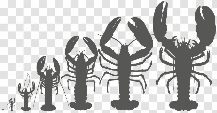 Mammal Finger Lobster Line Art Transparent PNG