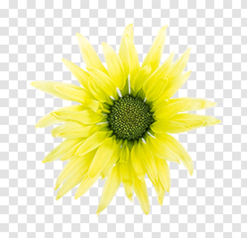 Sunflower M Close-up - Daisy Family - Yelow Flower Transparent PNG