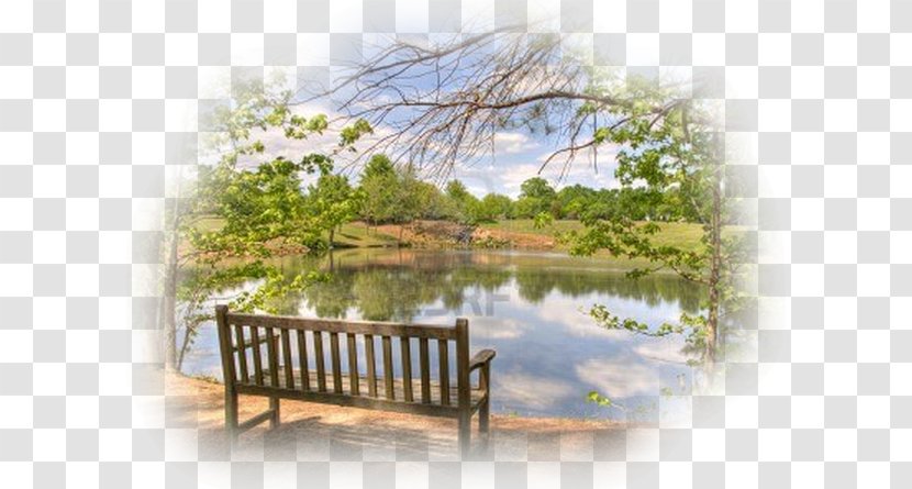 Park Bench Landscape Clip Art - Tree Transparent PNG