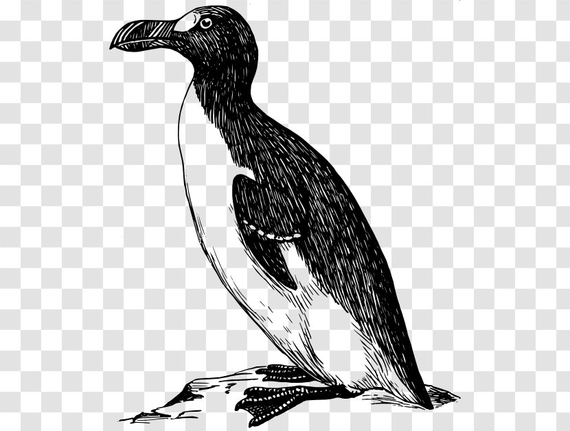 Great Auk Clip Art - Monochrome - Hand Drawn Penguin Transparent PNG