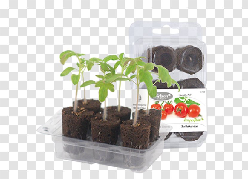 Flowerpot Seed Cultivar Herb Kitchen Garden - Lord Murugan Vel Transparent PNG